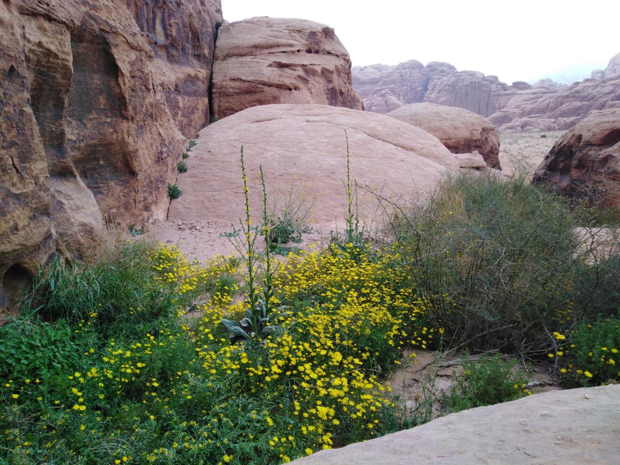 Welcome To Wadi Rum Camp Hotel Luaran gambar